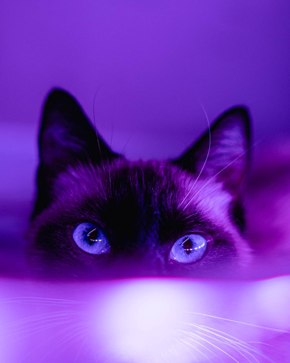 Tumman violetti esteettinen siamilaiskissa Taustakuvat