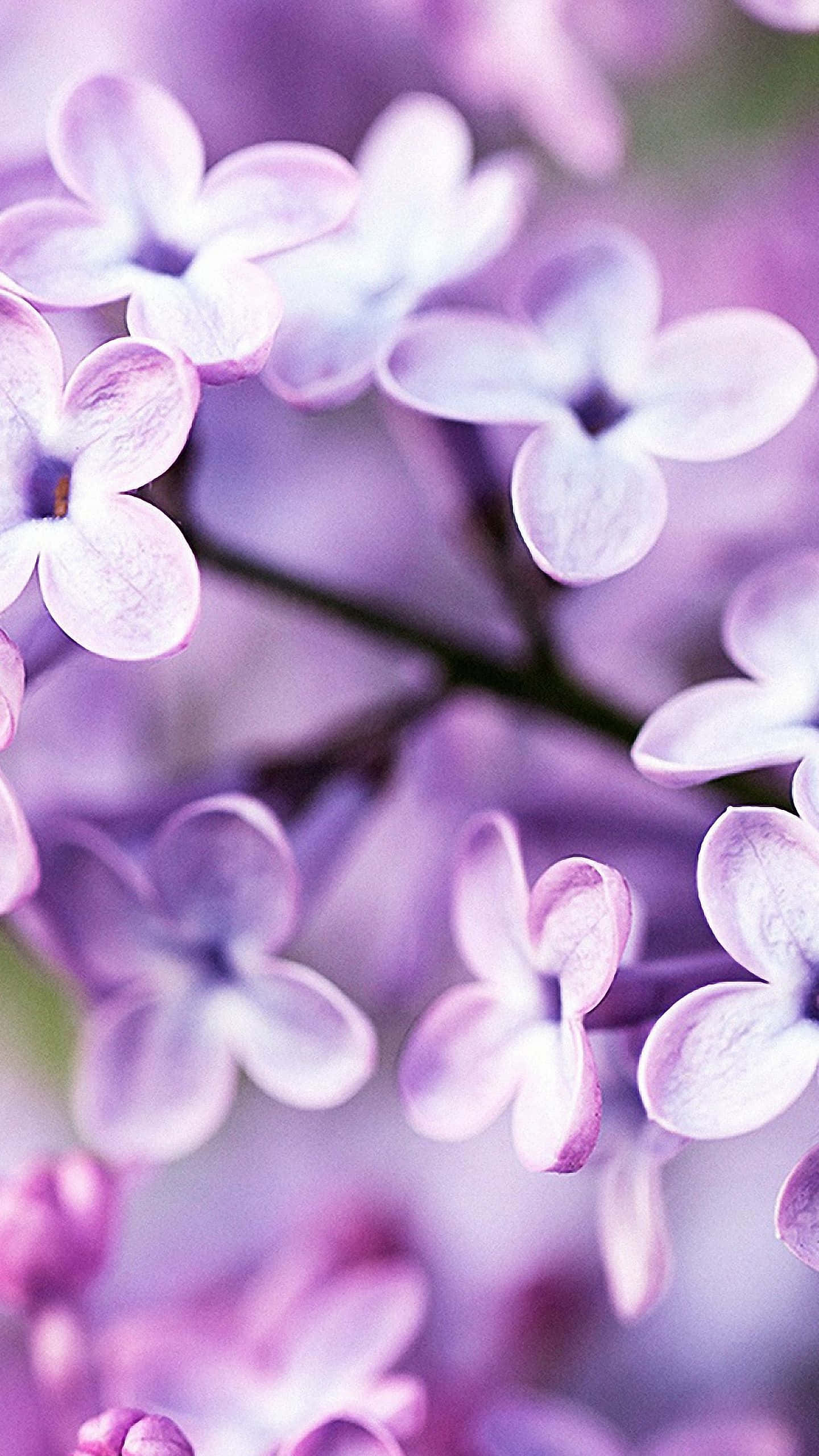Tunne luonnon kauneus Flower iPhone -taustakuvalla Taustakuvat
