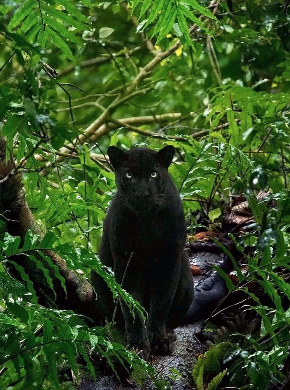 Tunne luonnon kauneus tässä rauhallisessa metsässä. Taustakuvat