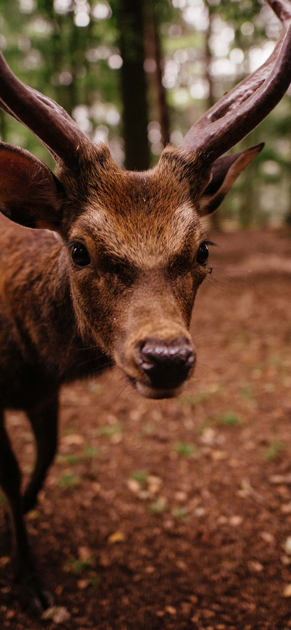 Tutki luonnon kauneutta tällä upealla Animals iPhone -taustakuvalla Taustakuvat
