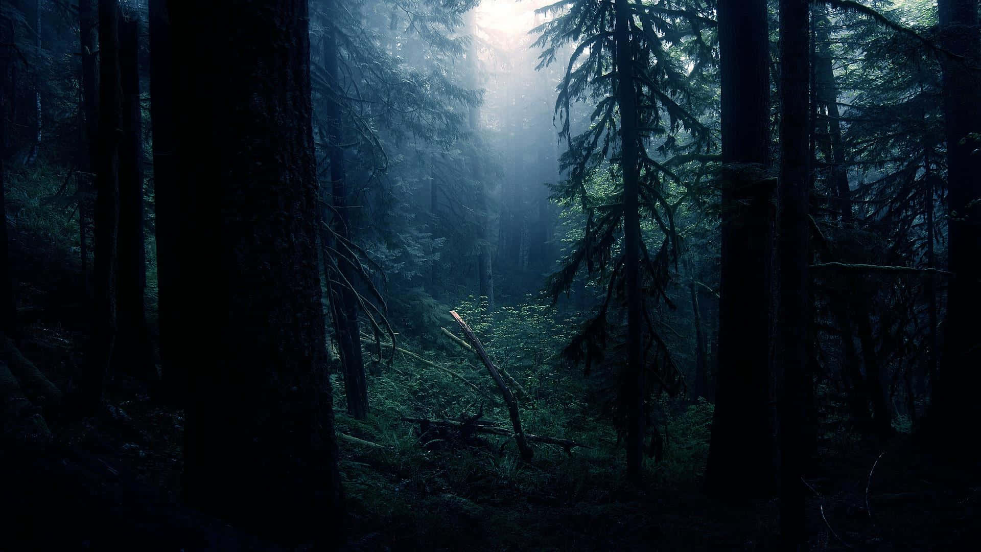 Tutki synkkää metsää Taustakuvat