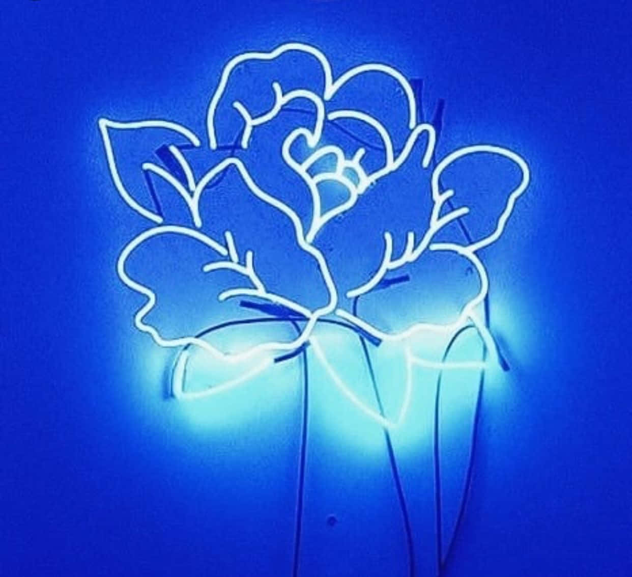 Tutustu neon sinisen estetiikan surrealistiseen kauneuteen Taustakuvat