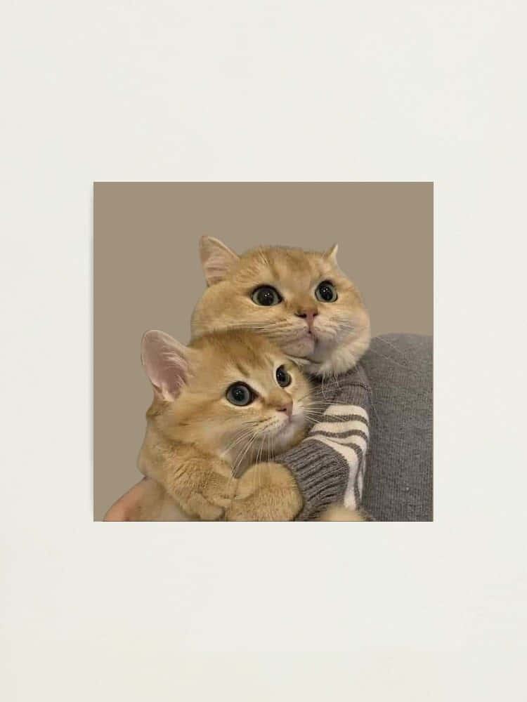 Twin Feline Harmony - Yhteensopiva kissaprofiilikuva Taustakuvat