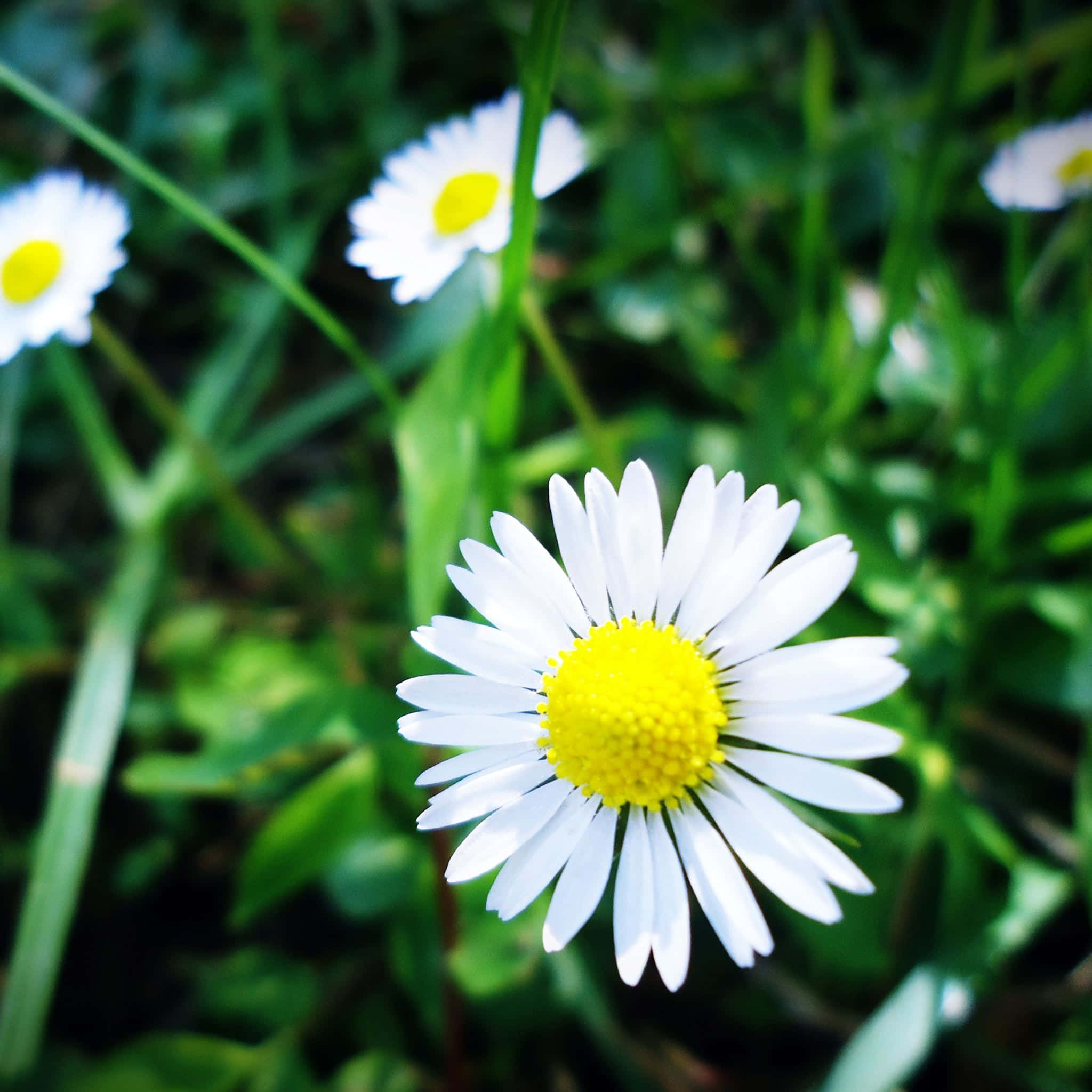 Tyylikäs ja elegantti esteettinen iPad-taustakuva Taustakuvat