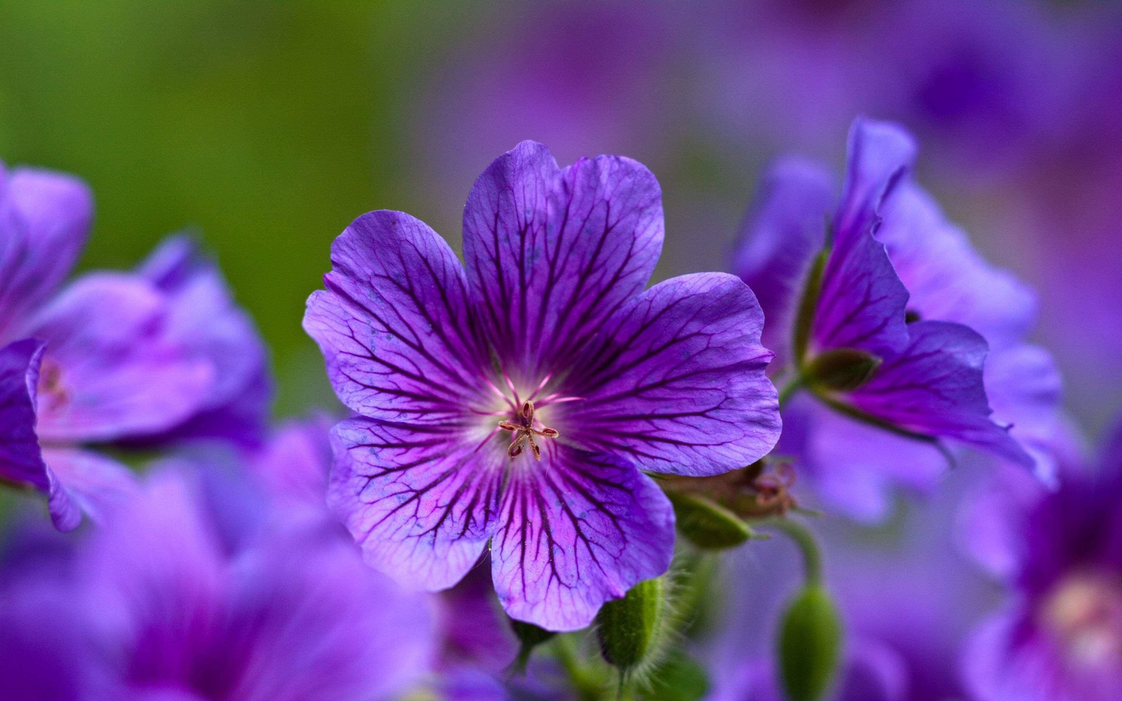 Tyylikäs kurjenpolven esittely – Purppuran kaunotar Taustakuvat