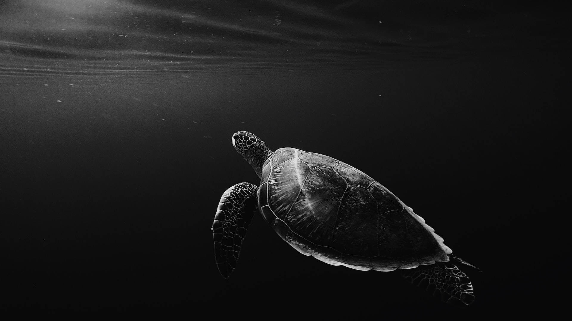 Uiva kilpikonna mustalla tabletilla Taustakuvat