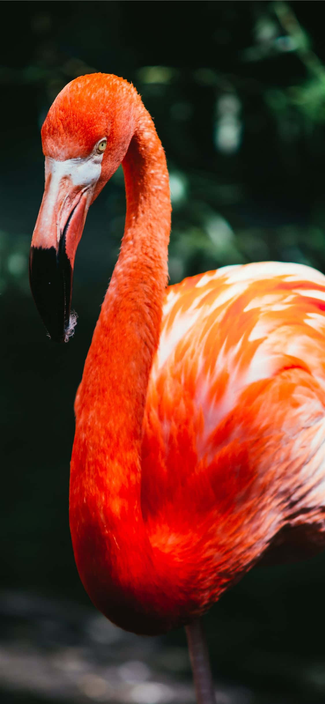 Upea flamingo koristaa iPhonea Taustakuvat