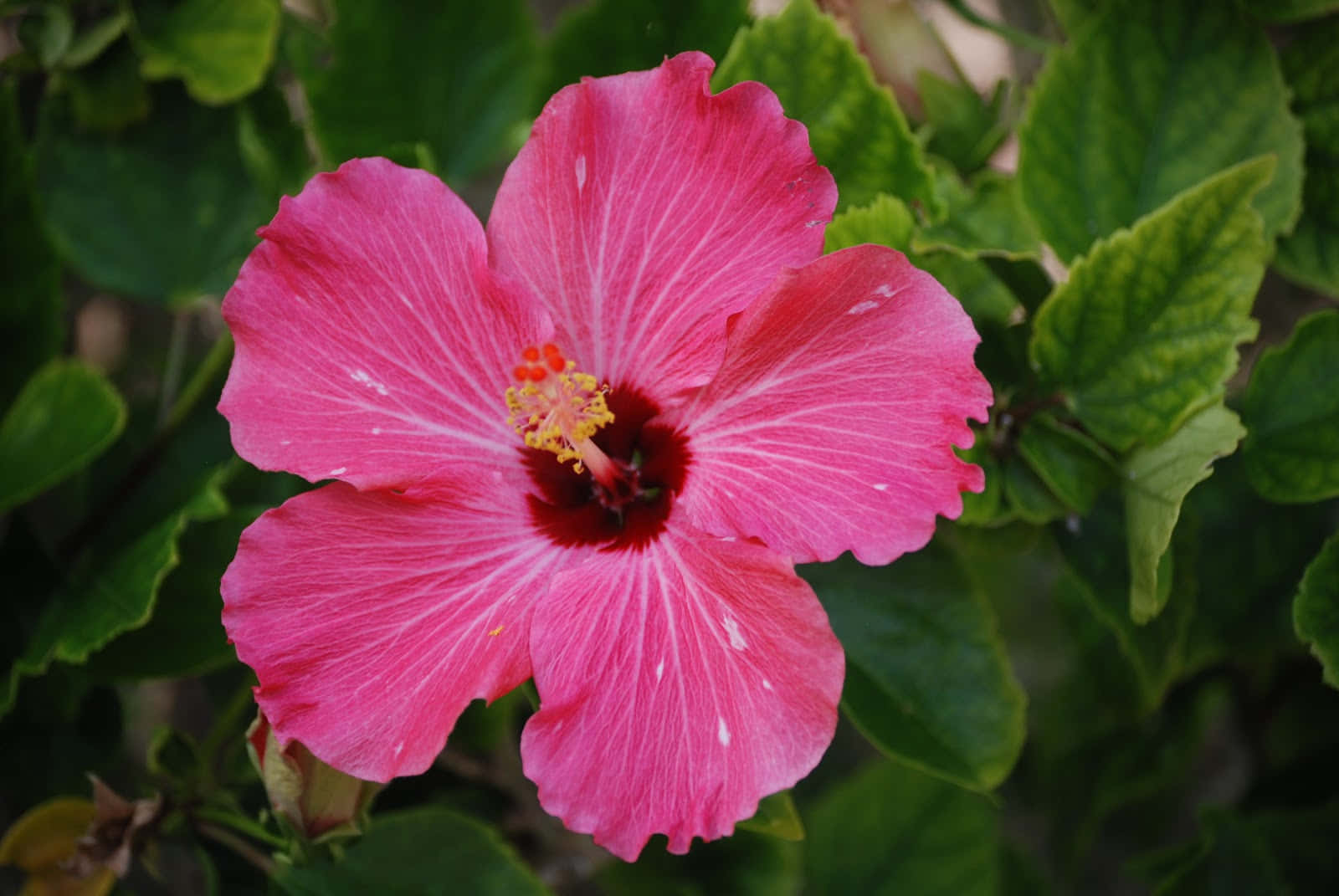 Vaaleanpunainen hibiskus trooppinen kasvi kuva Taustakuvat