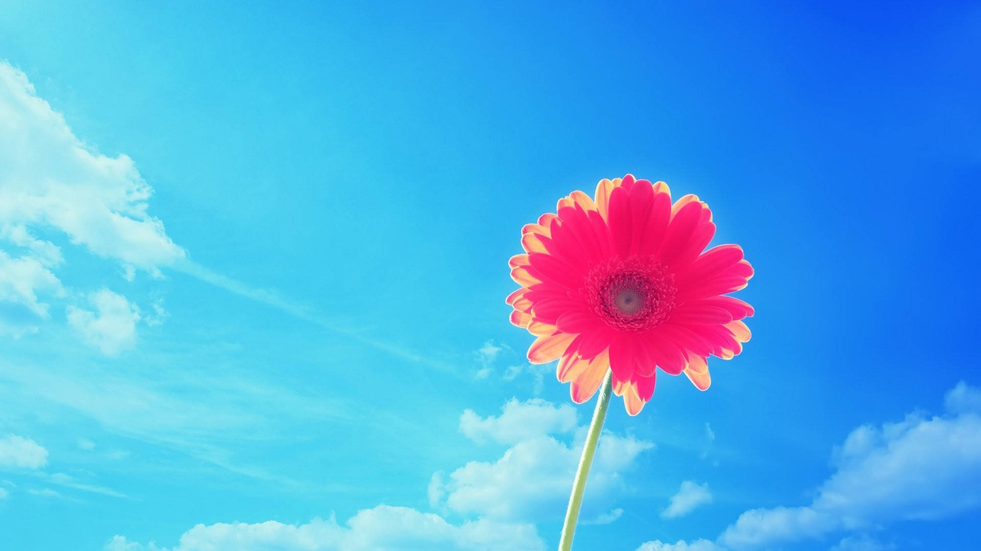 Vaaleanpunainen Gerbera Kesän Työpöytä Taustakuvat