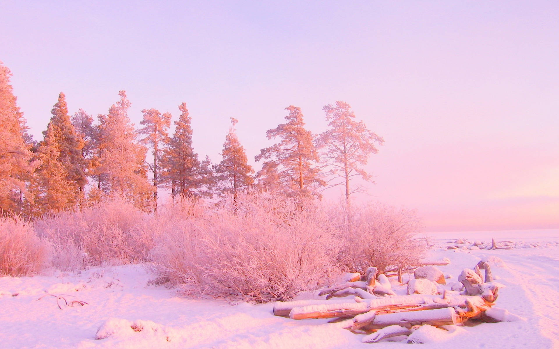 Vaaleanpunainen metsä lumessa -esteettinen Taustakuvat