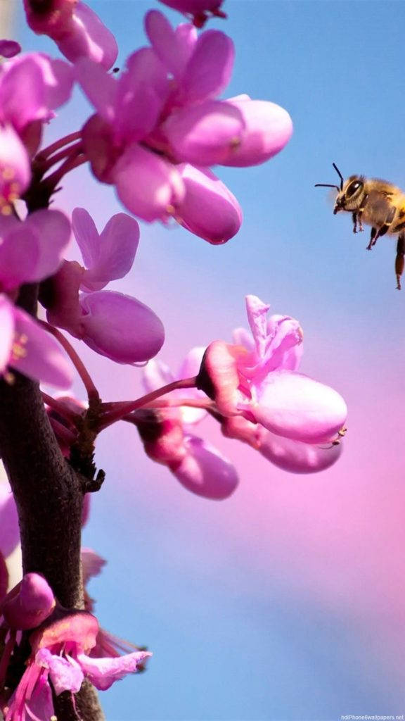 Vaaleanpunainen orkidean kukka iPhone Taustakuvat