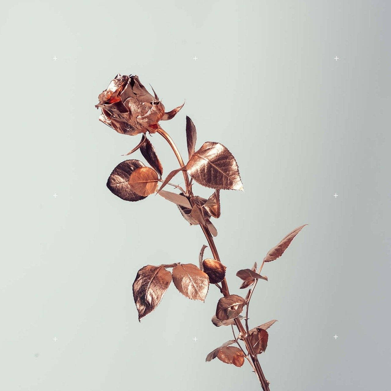 Vaaleanpunakultaisia Tumblr-ruusuja valkoisella Taustakuvat