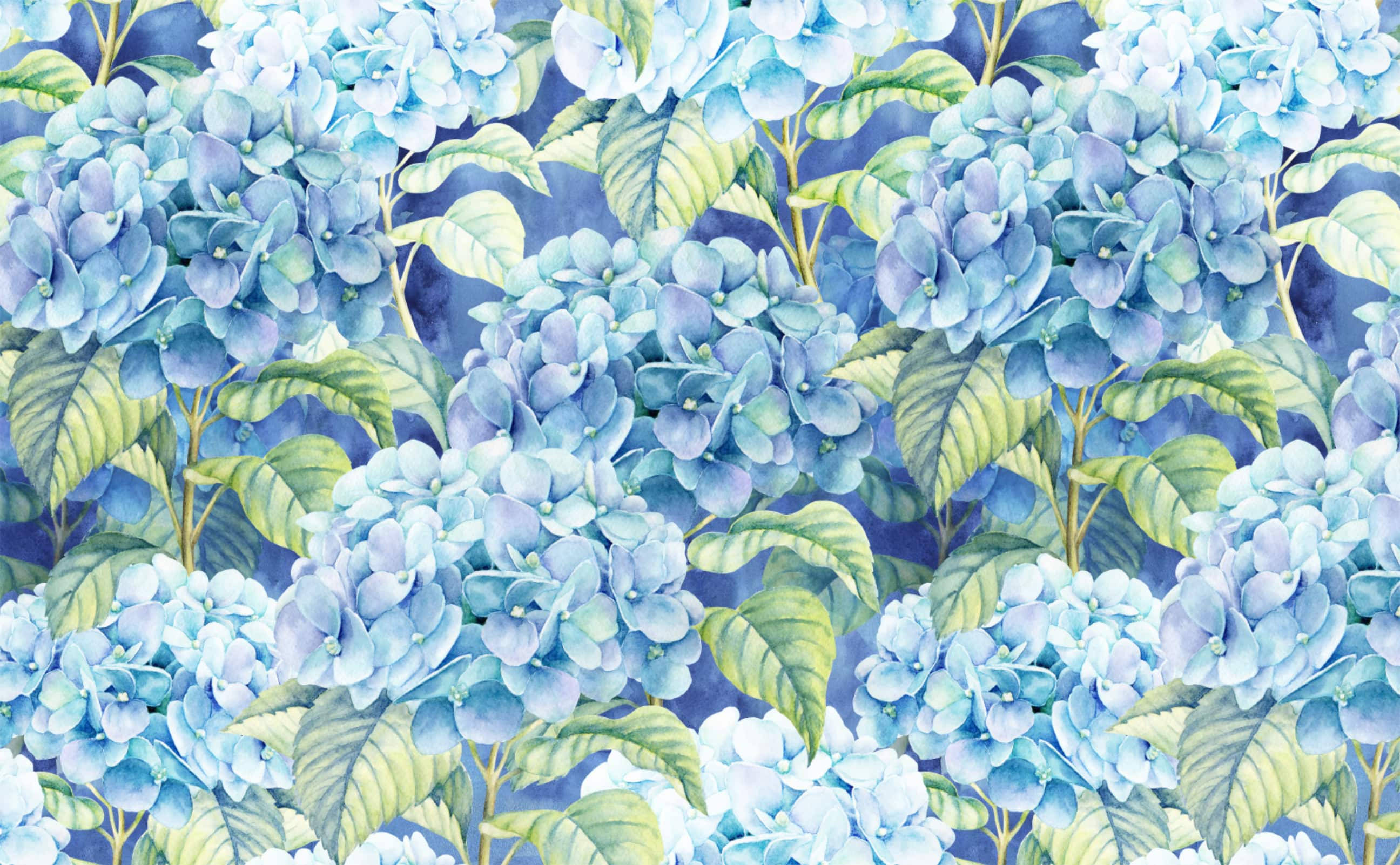 Vaaleansininen hortensia-kuvitus Taustakuvat