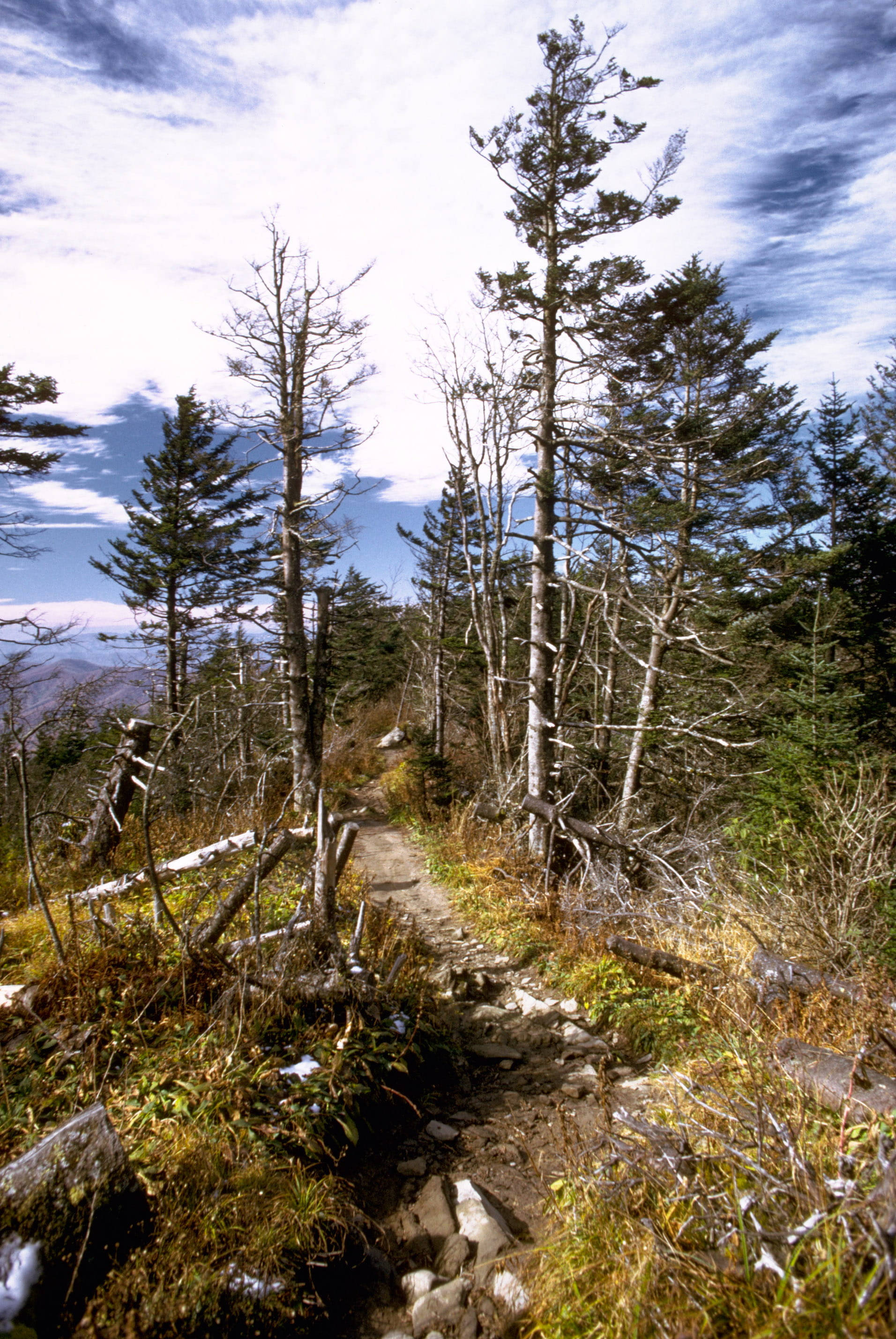 Vaellusreitti Smoky Mountainsilla Taustakuvat