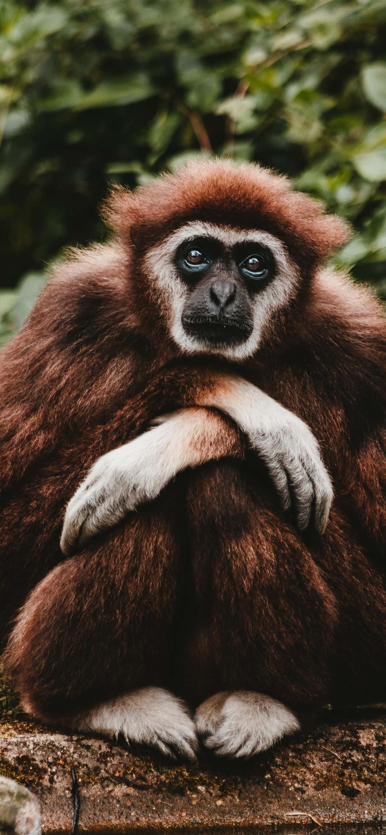Vangitseva gibbon iPhone XS -taustakuvassa Taustakuvat