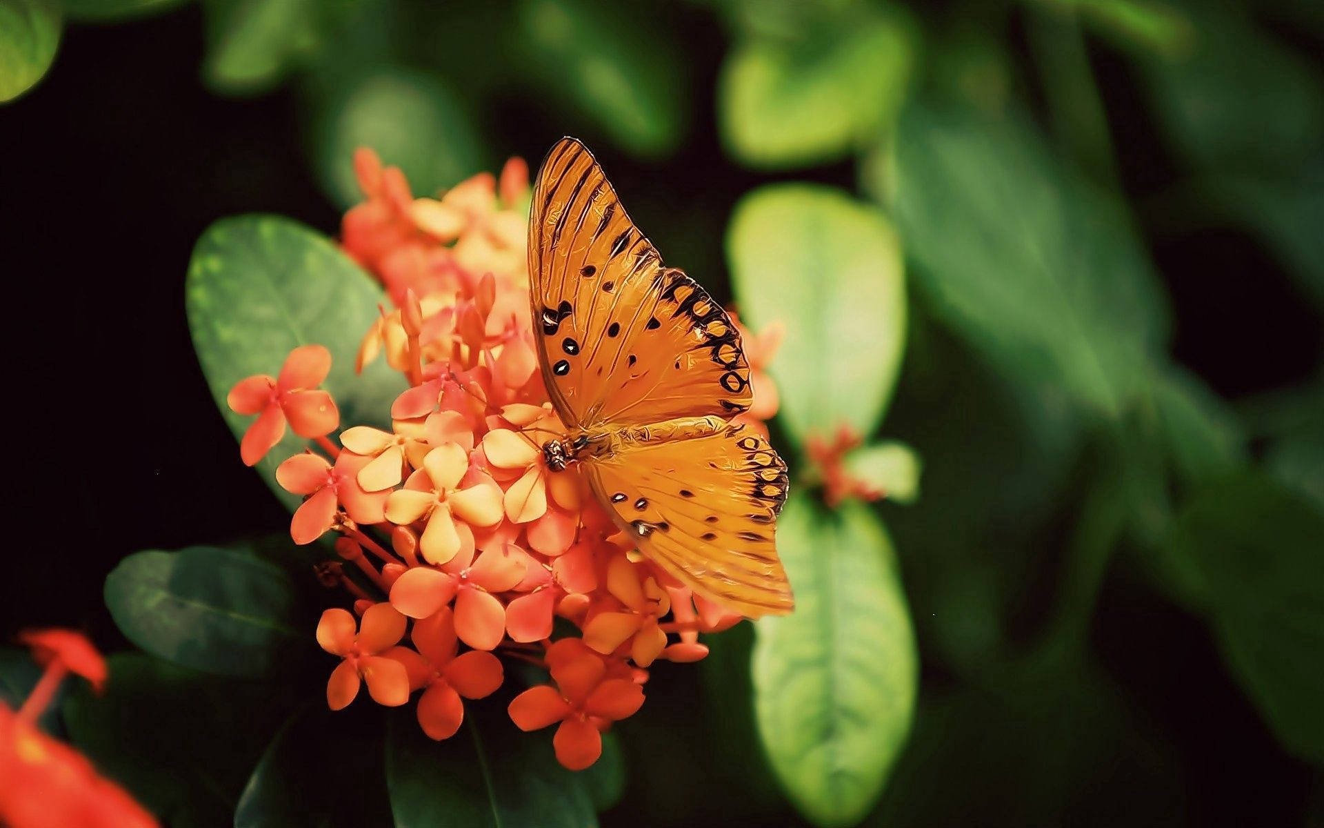 Värikäs gulf fritillary -perhonen Taustakuvat