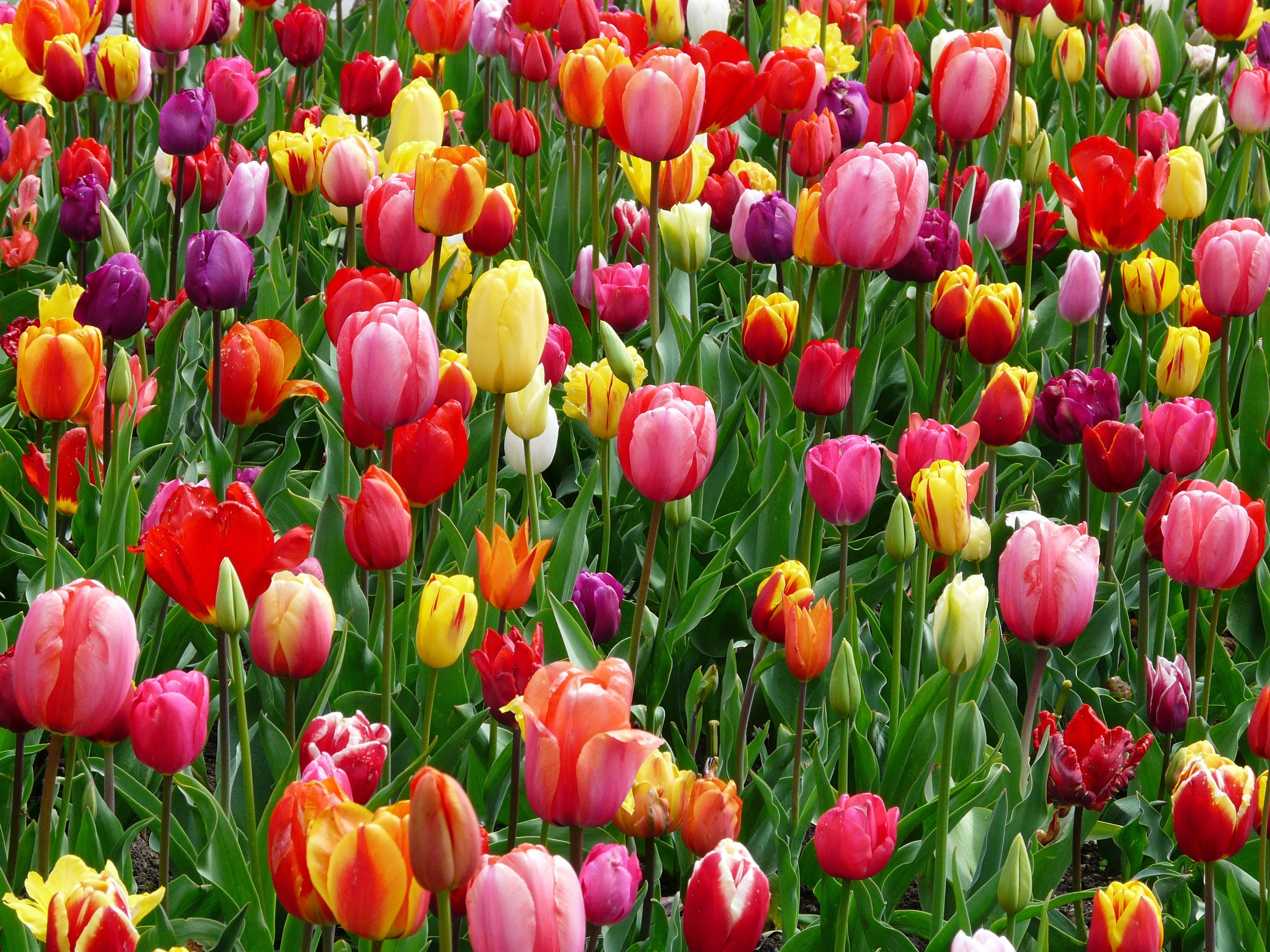 Värikäs tulppaanipelto Taustakuvat