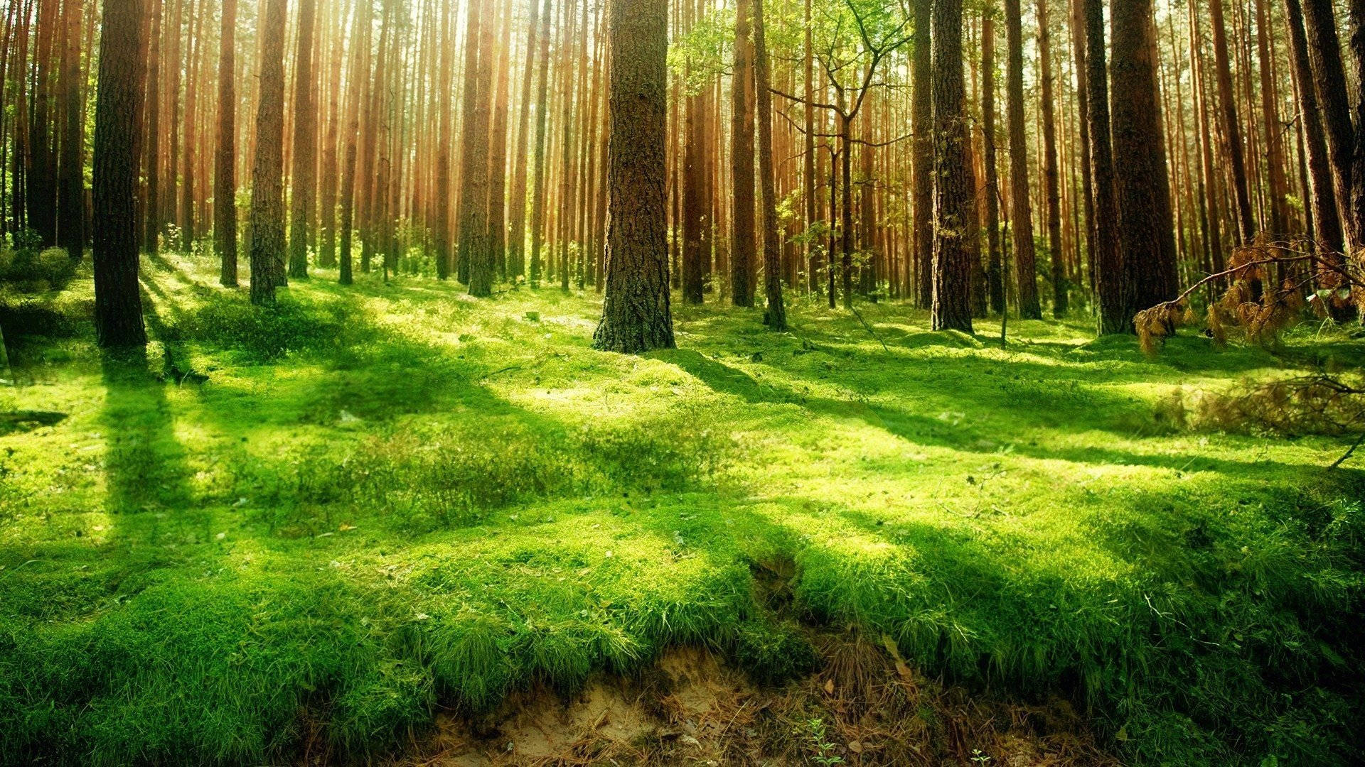 Varjoisa metsänäkymä Taustakuvat