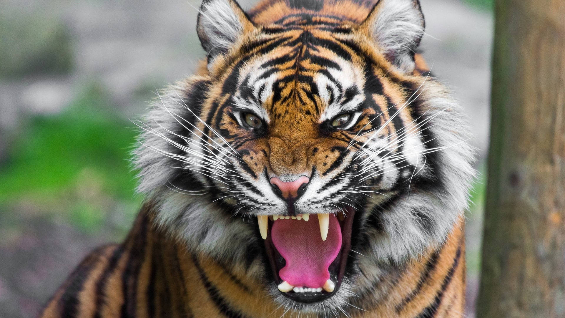 Vihainen Harimau Taustakuvat