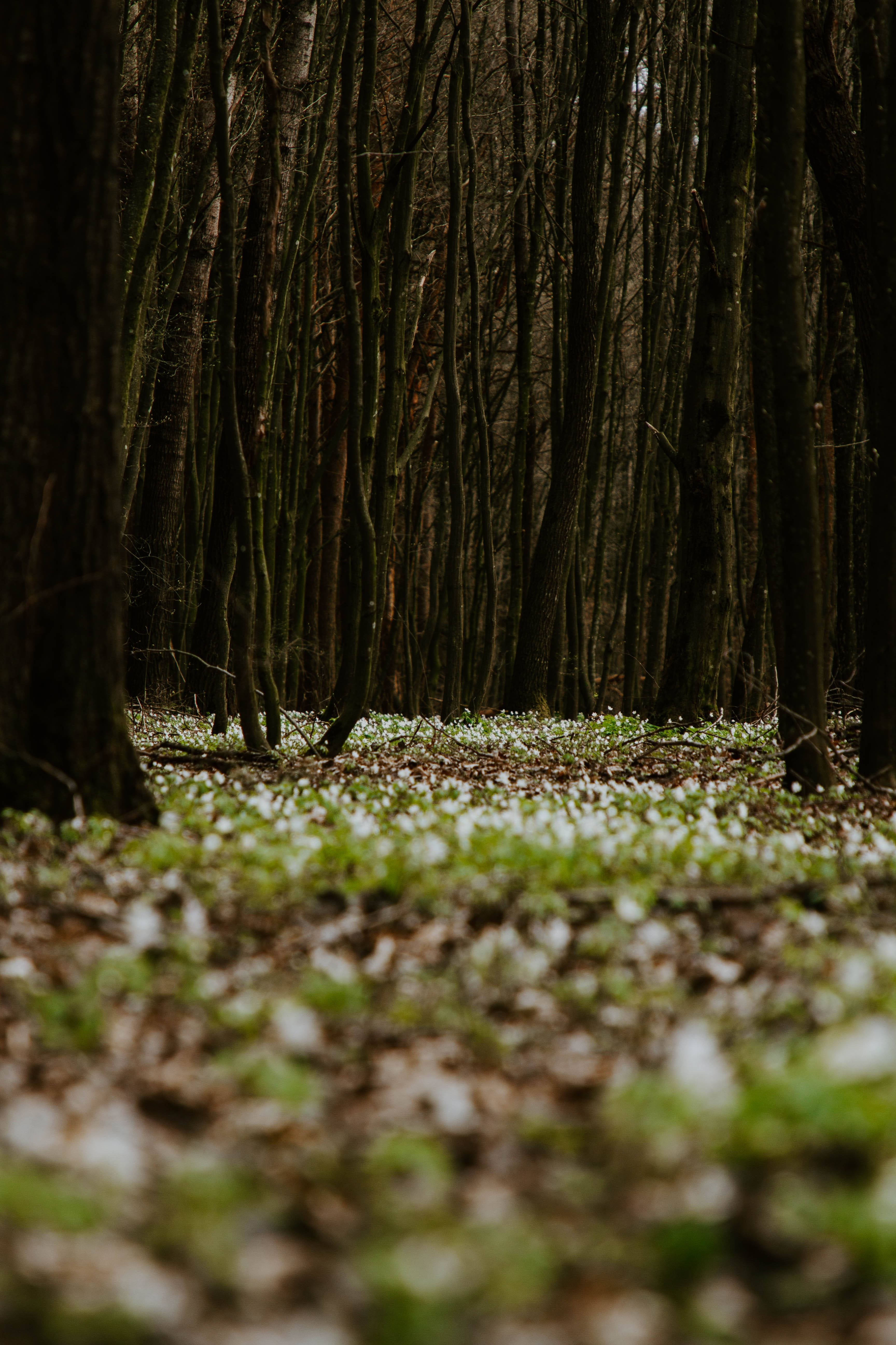 Vihreä metsänpohja Taustakuvat