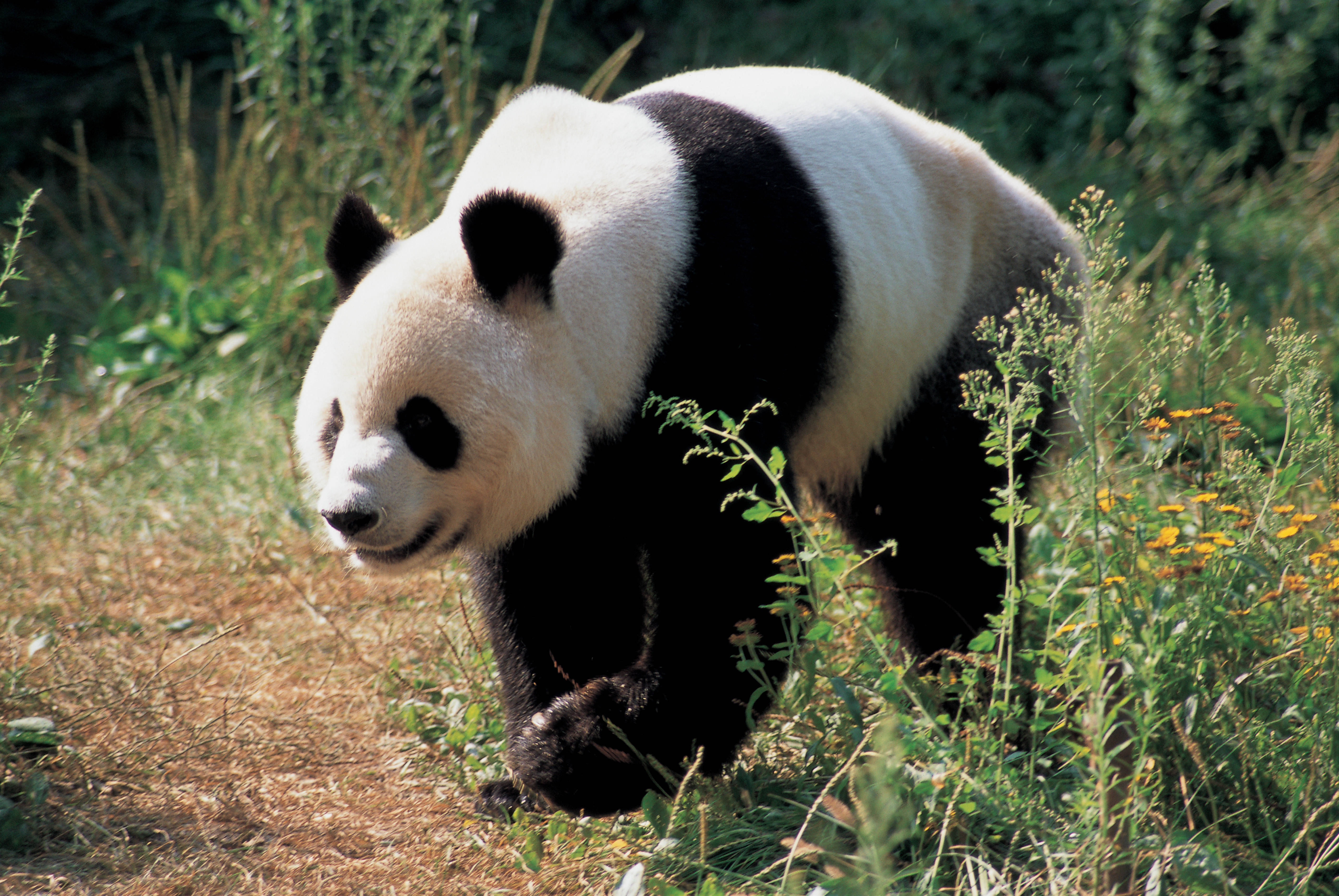 Vihreä ruoho panda Taustakuvat
