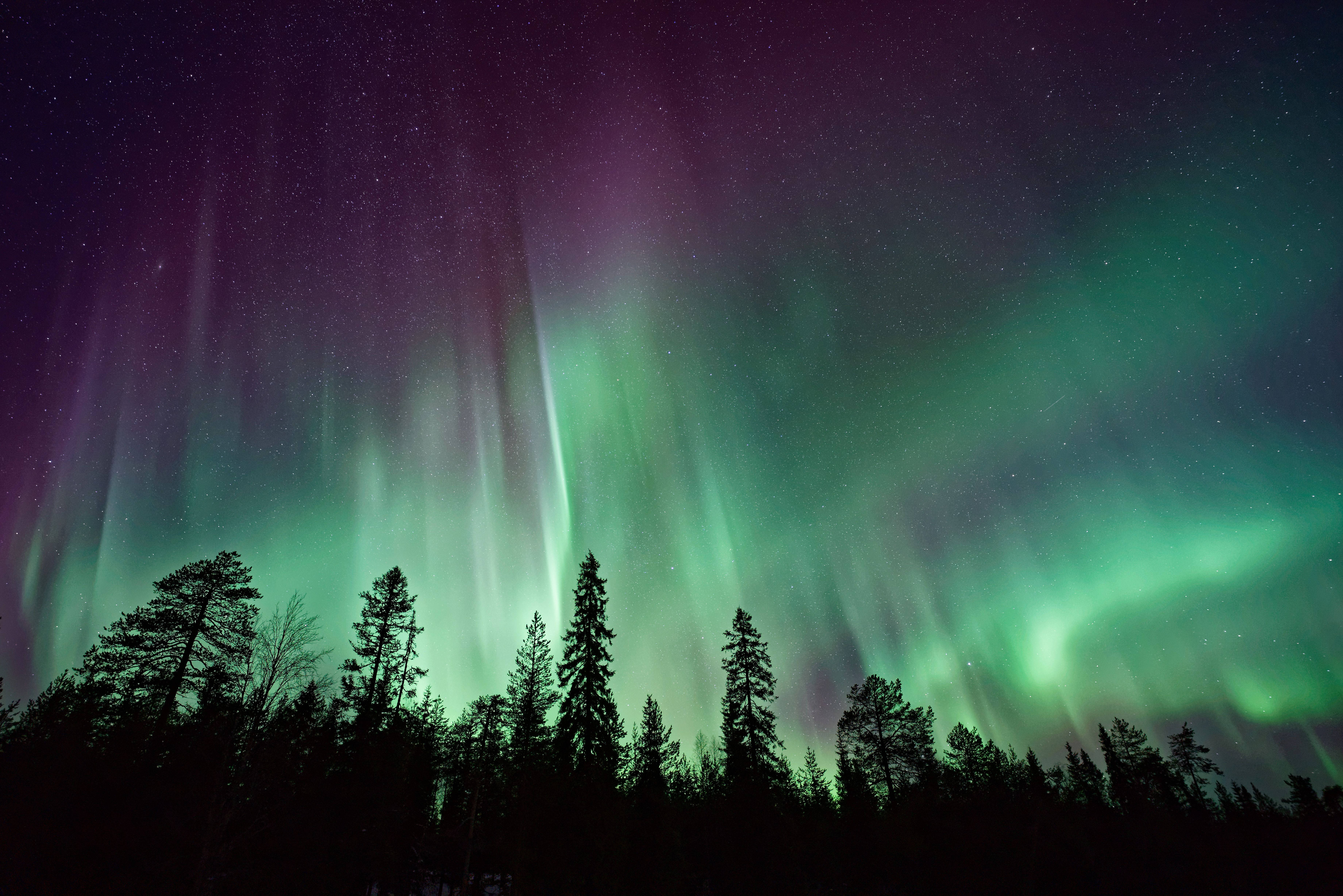 Vihreä taivas mäntyjen yllä Taustakuvat
