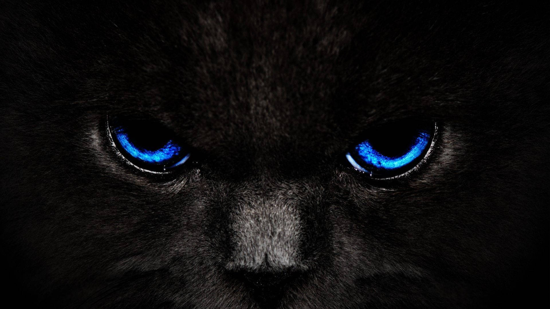 Viileä tummansininen silmäinen kissa Taustakuvat