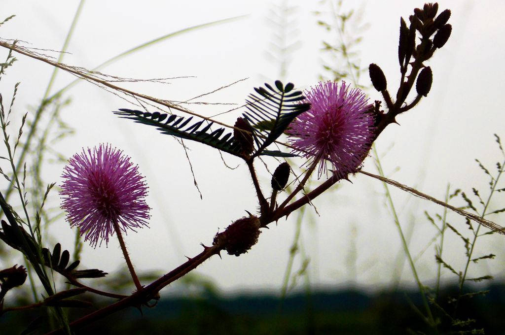 Villit mimosa-kukat Taustakuvat