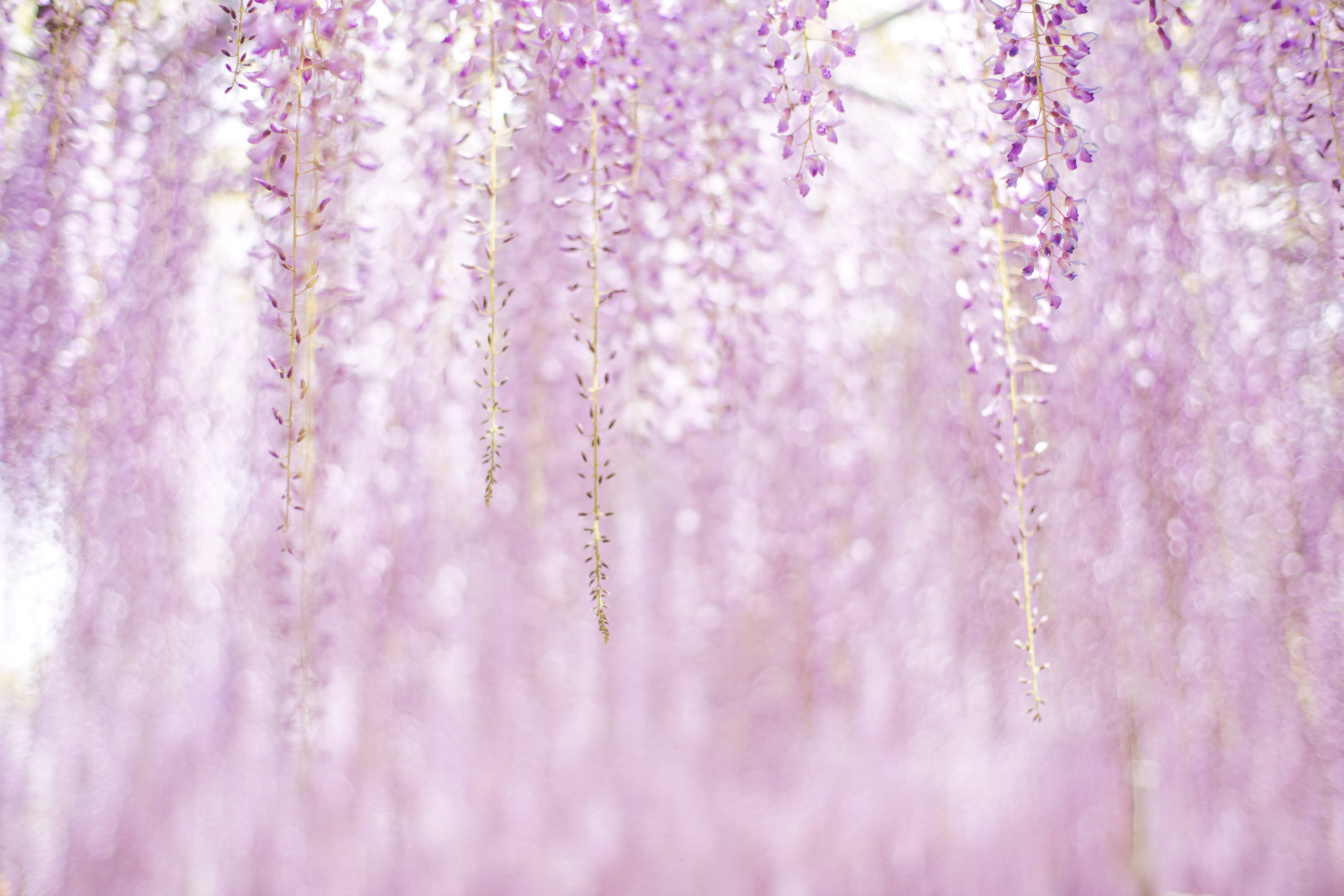 Violetti esteettiset kukat Taustakuvat