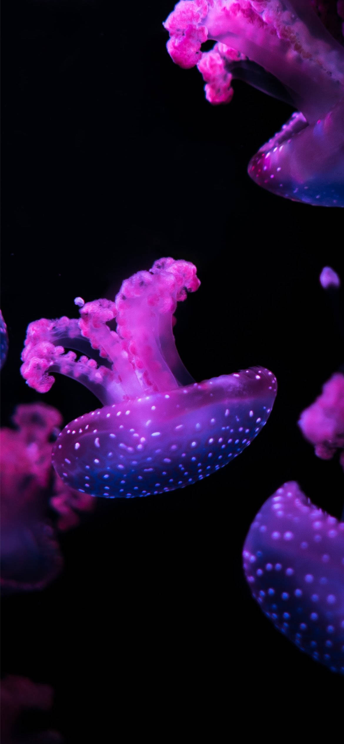 Violetti Esteettinen Puhelin Meduusa Taustakuvat