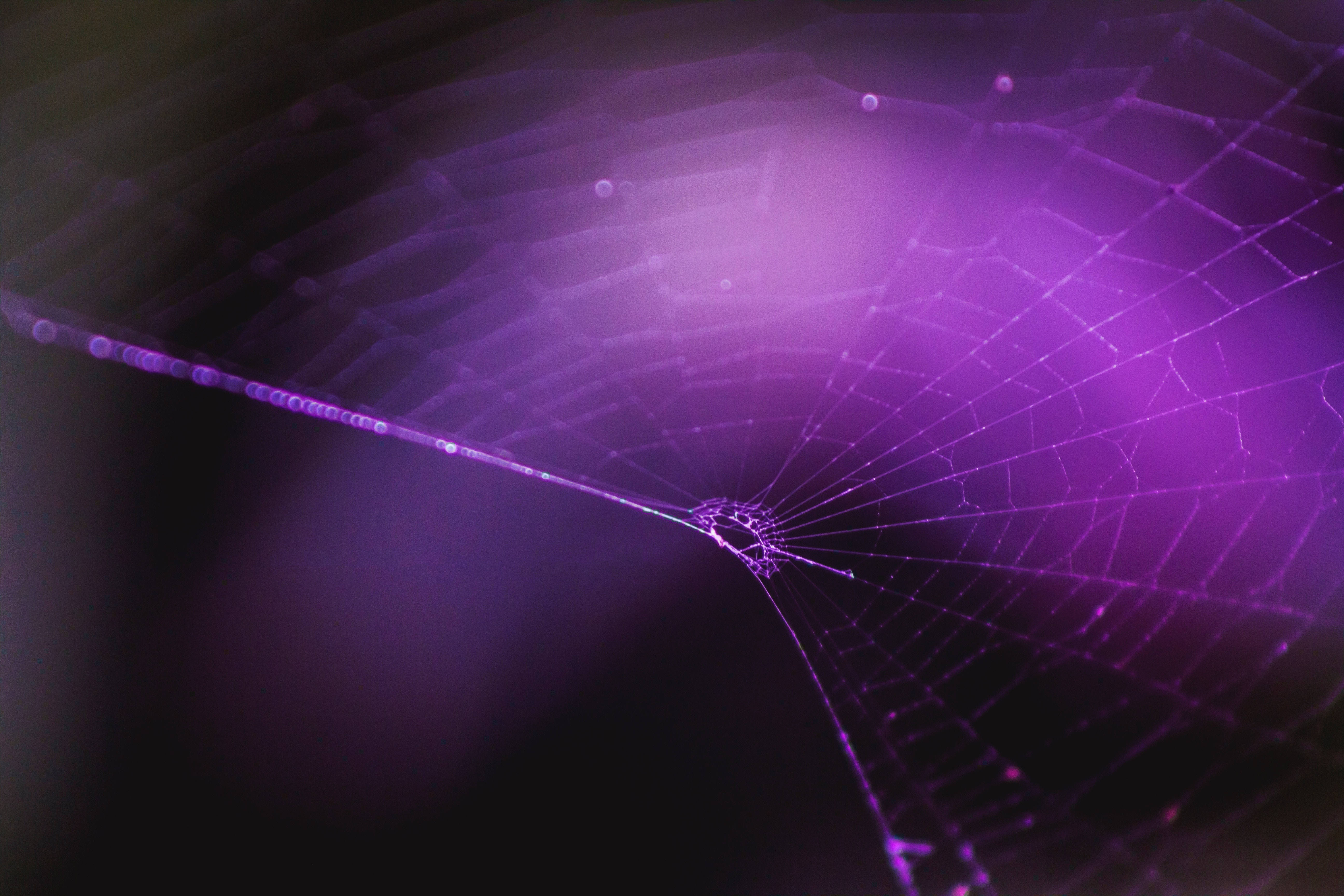 Violetti hämähäkinverkko Taustakuvat