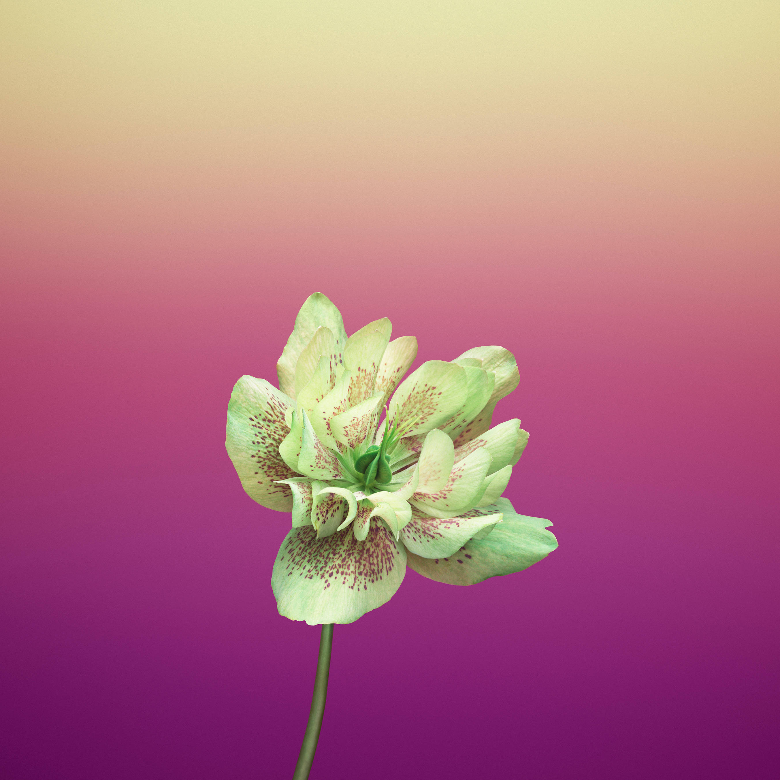 Violetti Helleborus Orientalis -omenankukka Taustakuvat