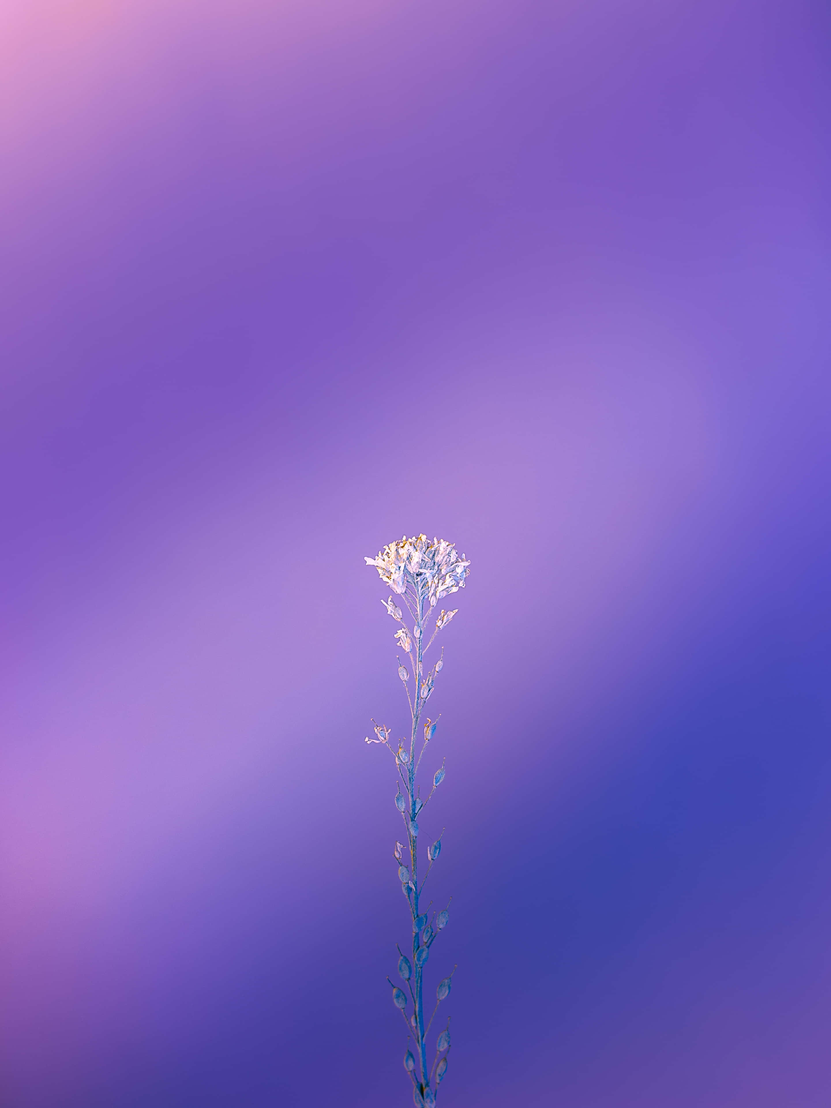 Violetti kauneus väreissä Taustakuvat