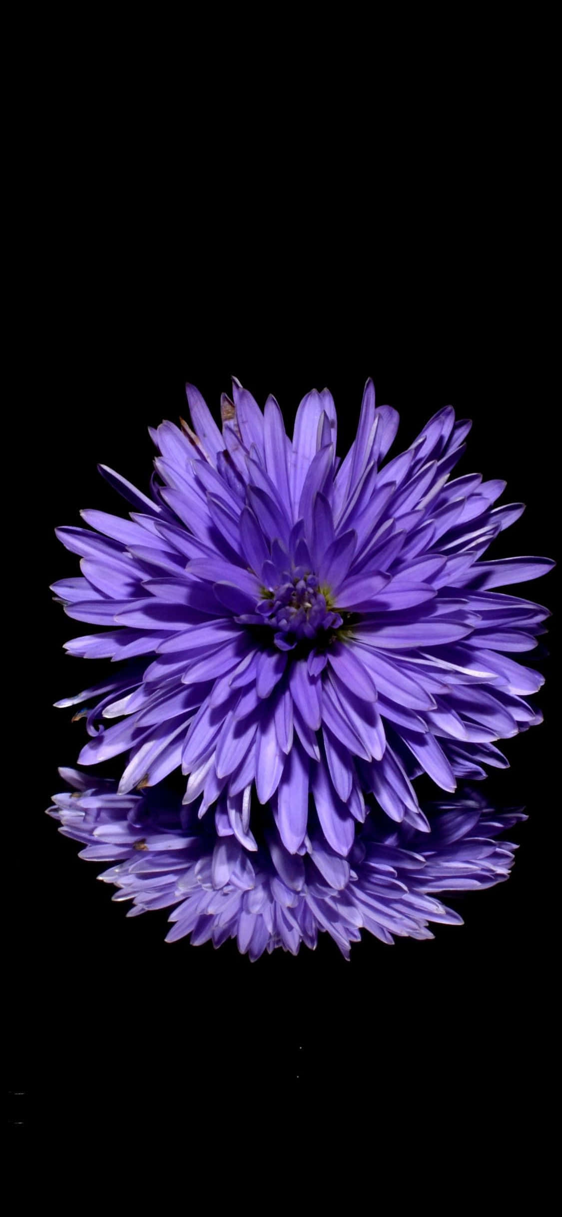 violetti kukka heijastuu mustalta pinnalta Taustakuvat