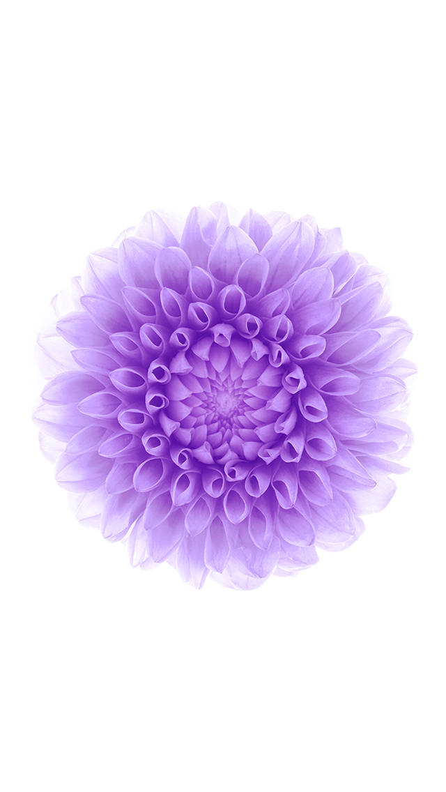 Violetti kukka iOS 6 Taustakuvat