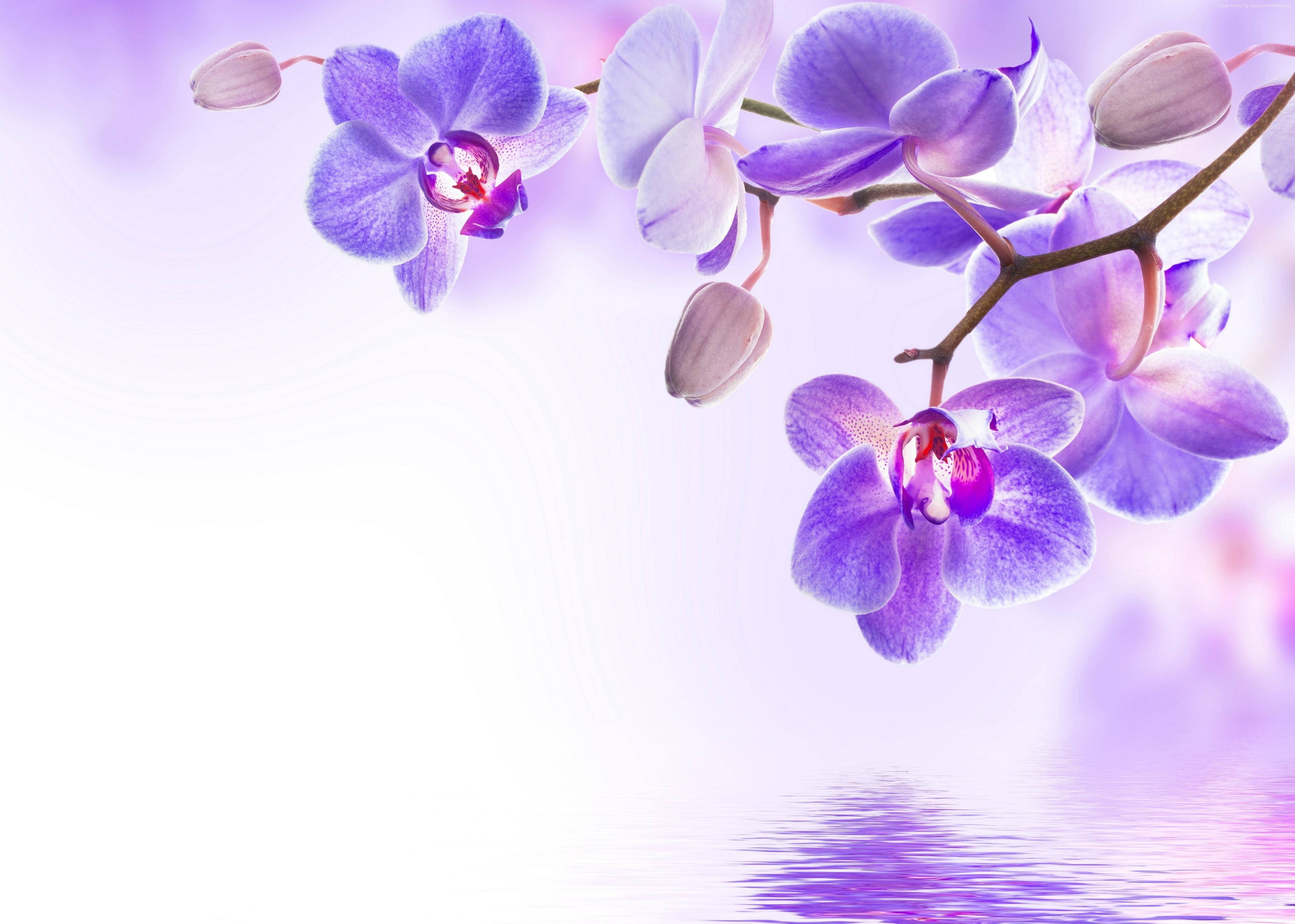 Violetti kukka ja järvitaideteos Taustakuvat