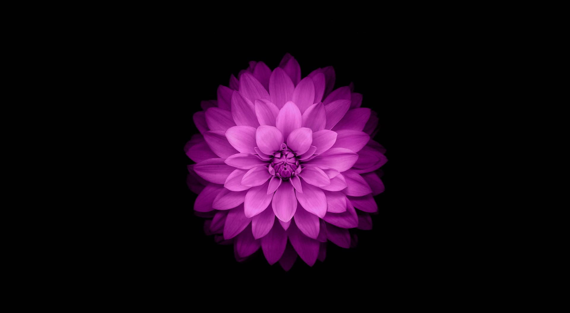 Violetti Kukka MacBook Air Taustakuvat