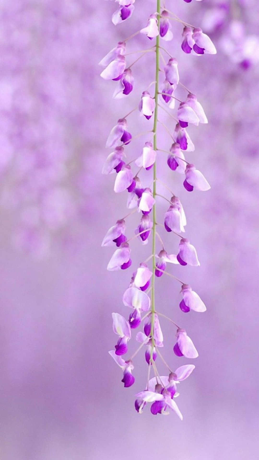 violetti kukka roikkumassa oksasta Taustakuvat