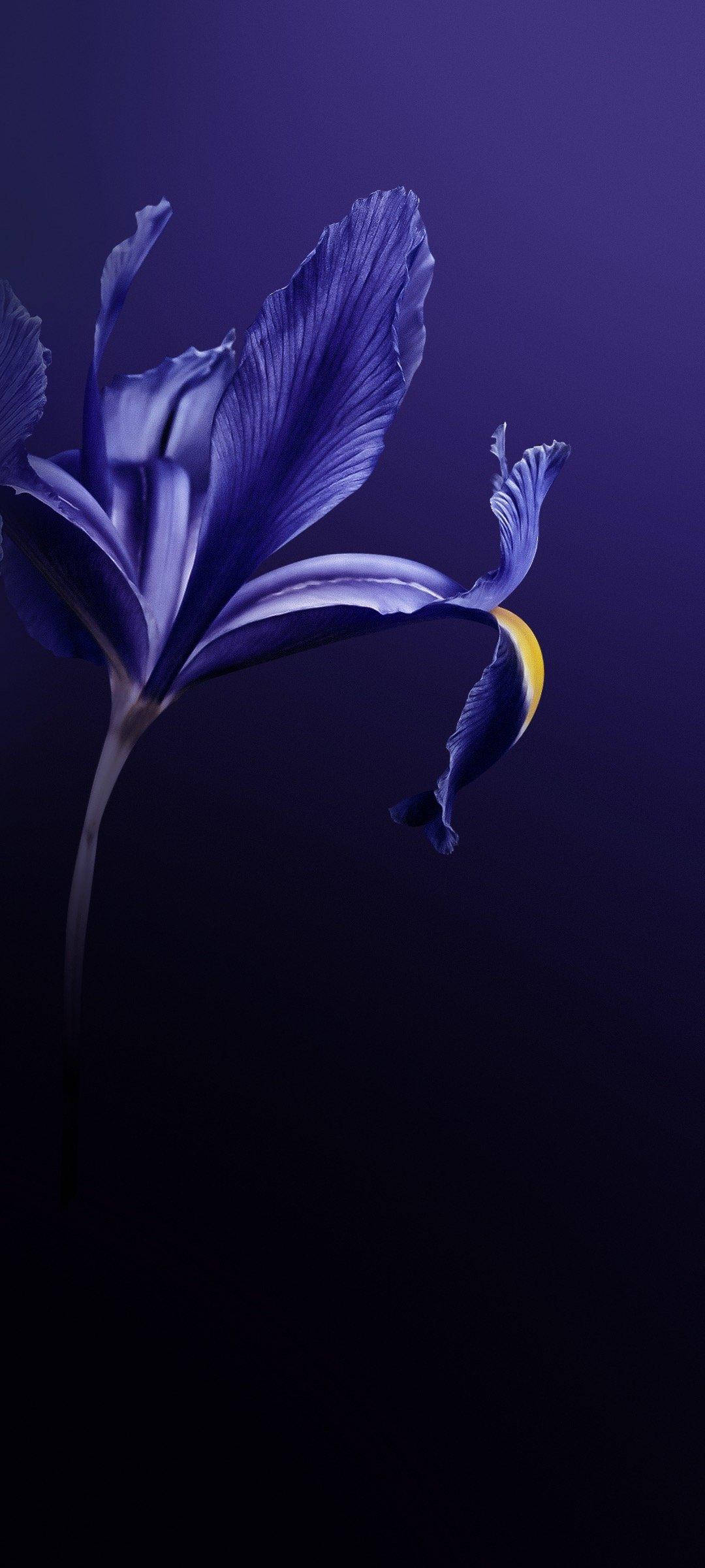 Vivo V20 violetti kukka Taustakuvat