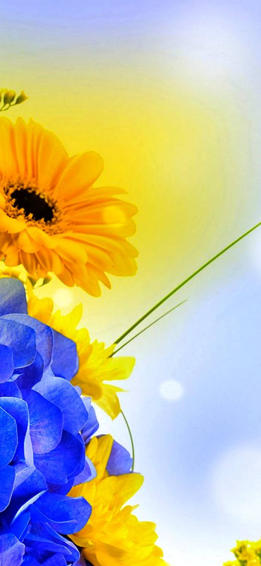 Vivo Y11 Sunflower Taustakuvat