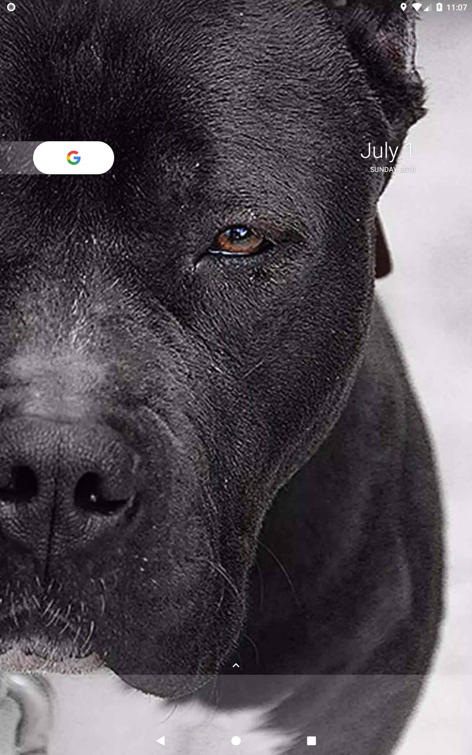 "Voimakas musta pitbull vartioimassa kotiaan." Taustakuvat