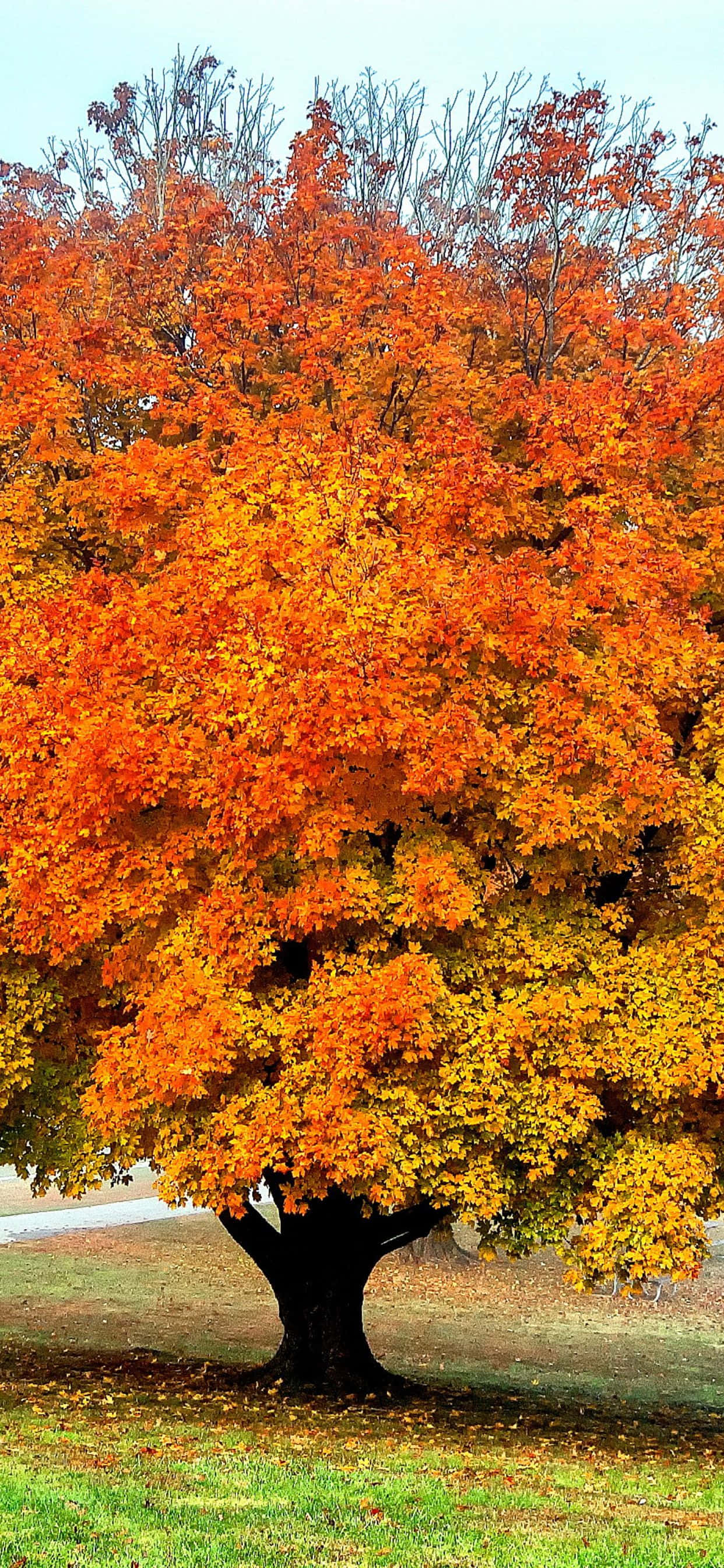 Welcome the beautiful autumn season with the stunning iPhone Xs Max Taustakuvat