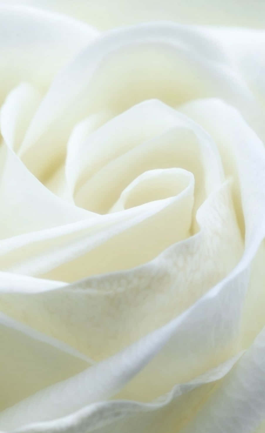 white rose photograph - white rose fine art print Taustakuvat