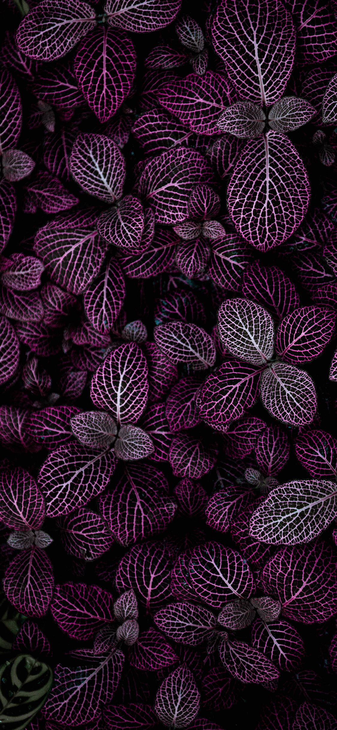 Yhdistä luontoon Plants iPhone -laitteella Taustakuvat