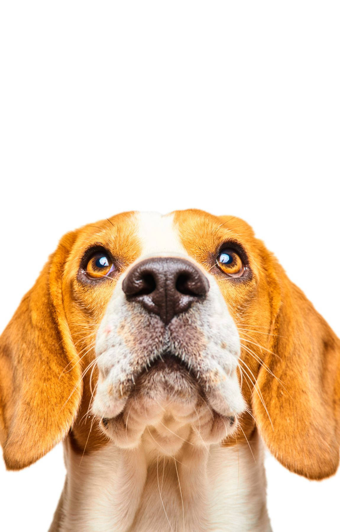 Ylöspäin katsova beagle koiran pääkuva Taustakuvat