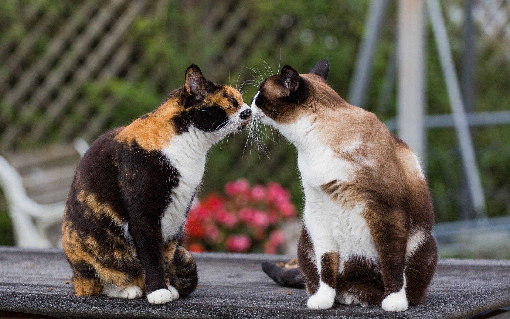 Ystävyys ei tule muodoissa ja koossa, se tulee paljon rakkautta ja kehräystä 🐱 💞 Taustakuvat