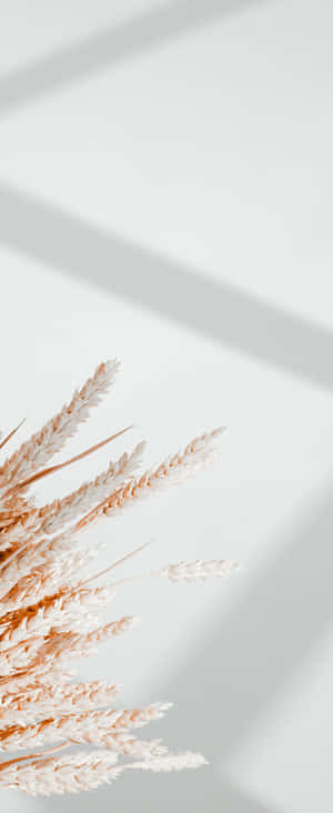 1080x2636 — Xiaomi Mix Flip 2 Taustakuvat