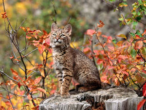 Preview wallpaper lynx, baby, branch — 4:3 Taustakuvat