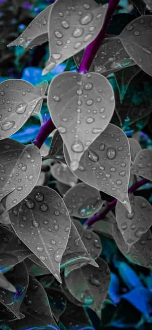 1284x2778 — OnePlus R Taustakuvat