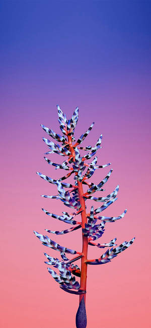 Aechmea Kukka Apple — iPhone 17 Pro Taustakuvat